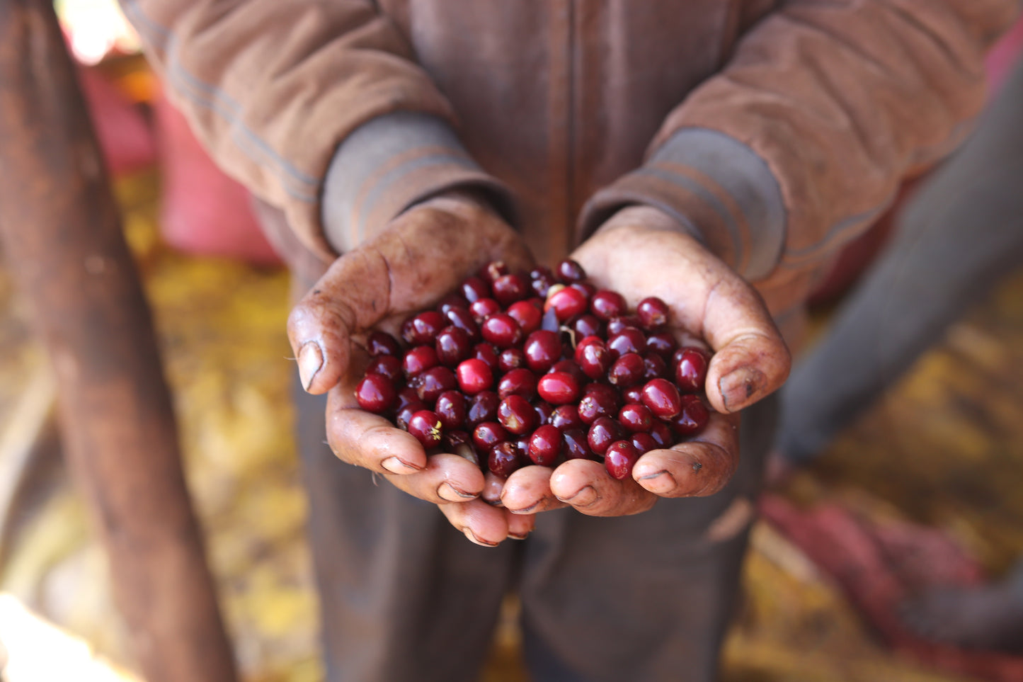 Hambela - Ethiopia