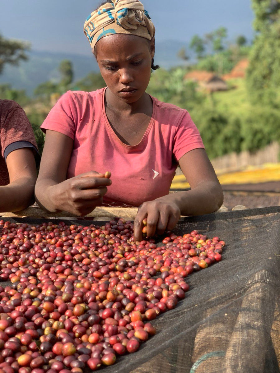 Beshasha Lot#5 - Ethiopia