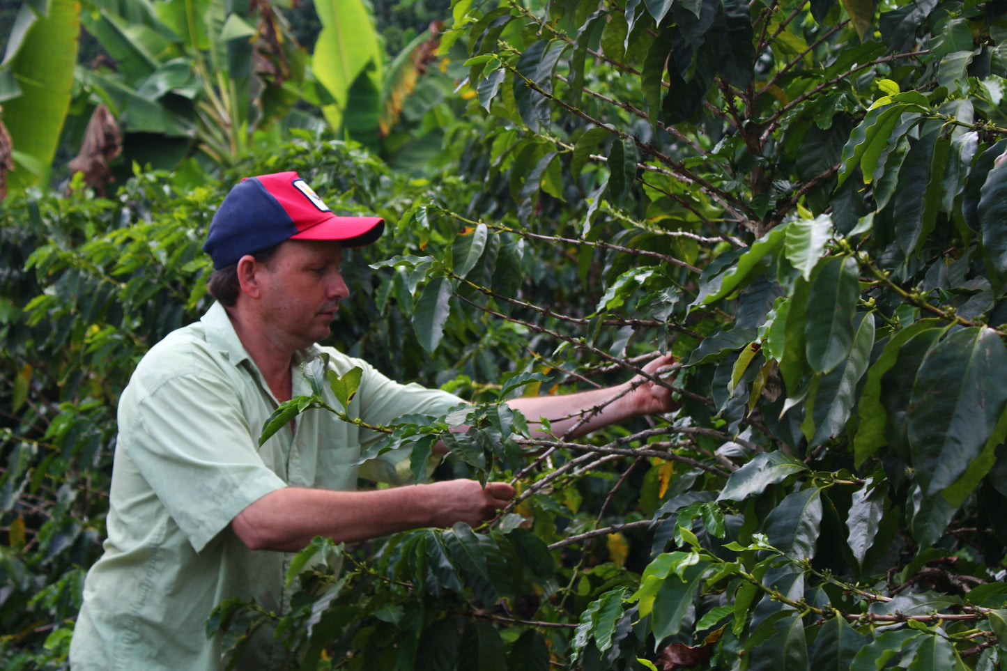 Finca Gonzalo - Honduras NEW