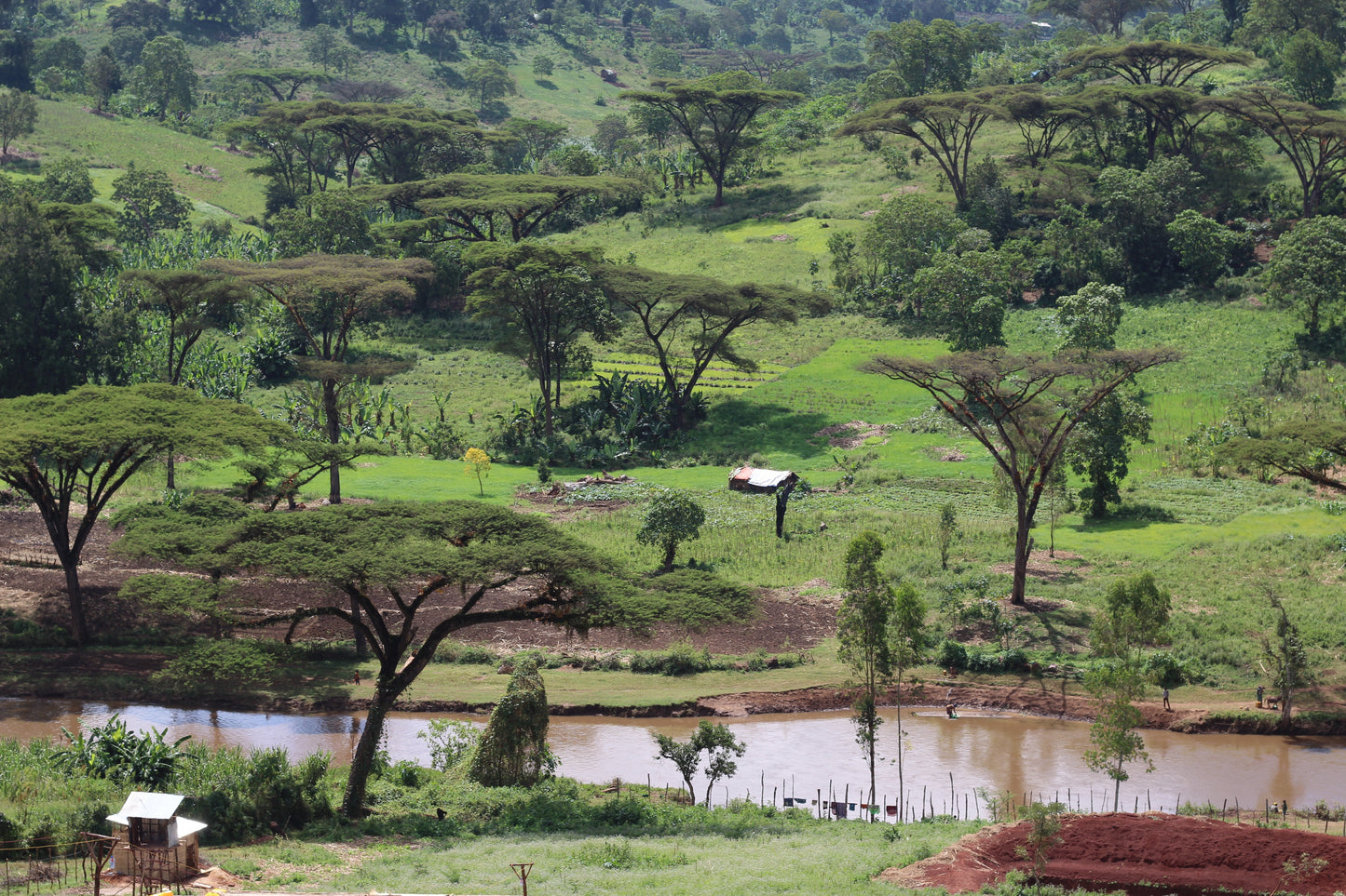 Danche - Ethiopia