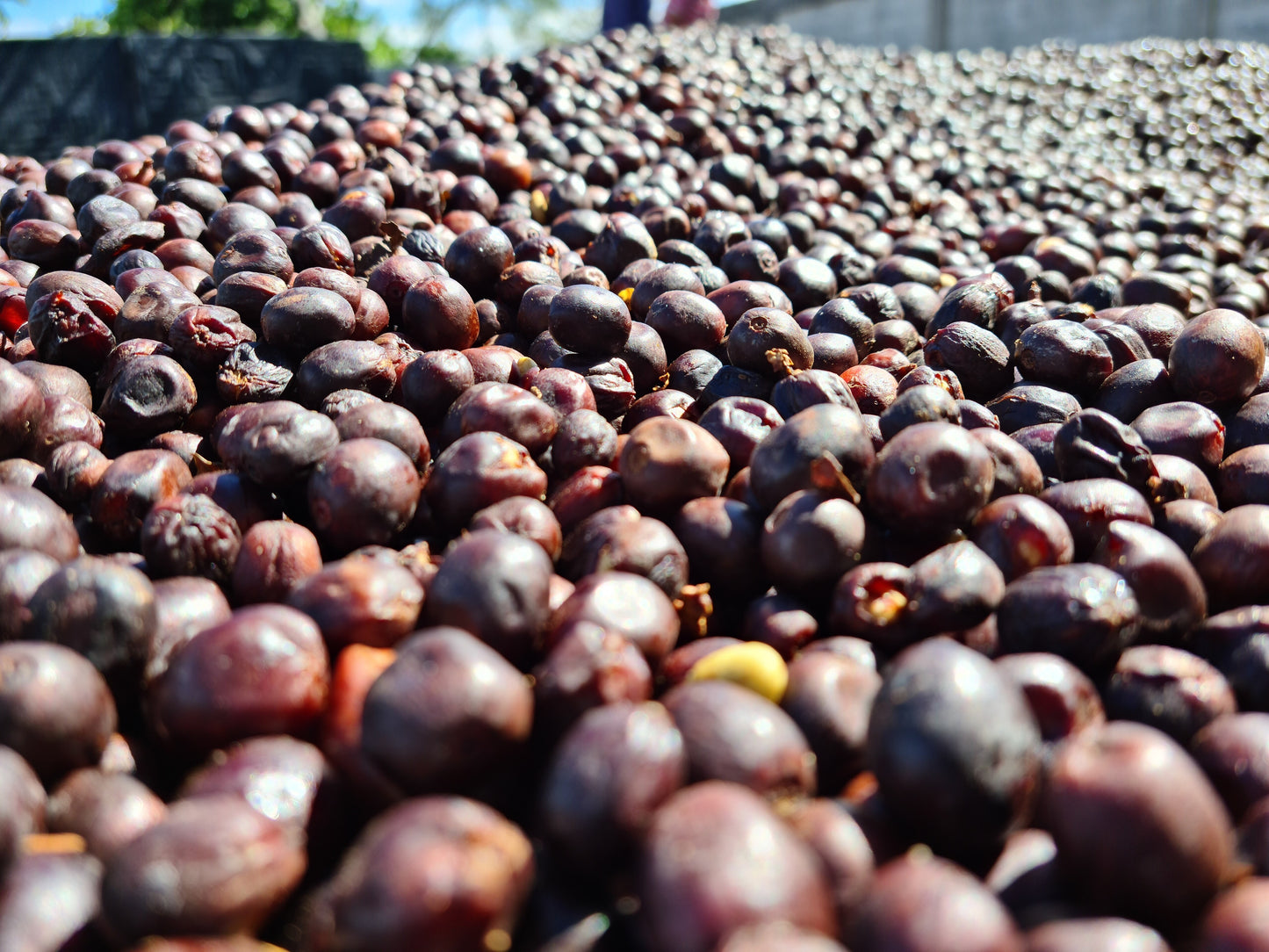 Las Lajas - Costa Rica SL28