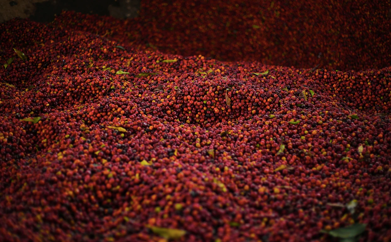 Aricha - Ethiopia