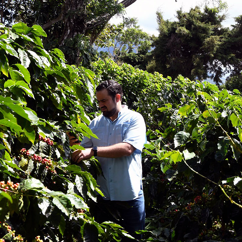El Martillo (DF Washed) - El Salvador